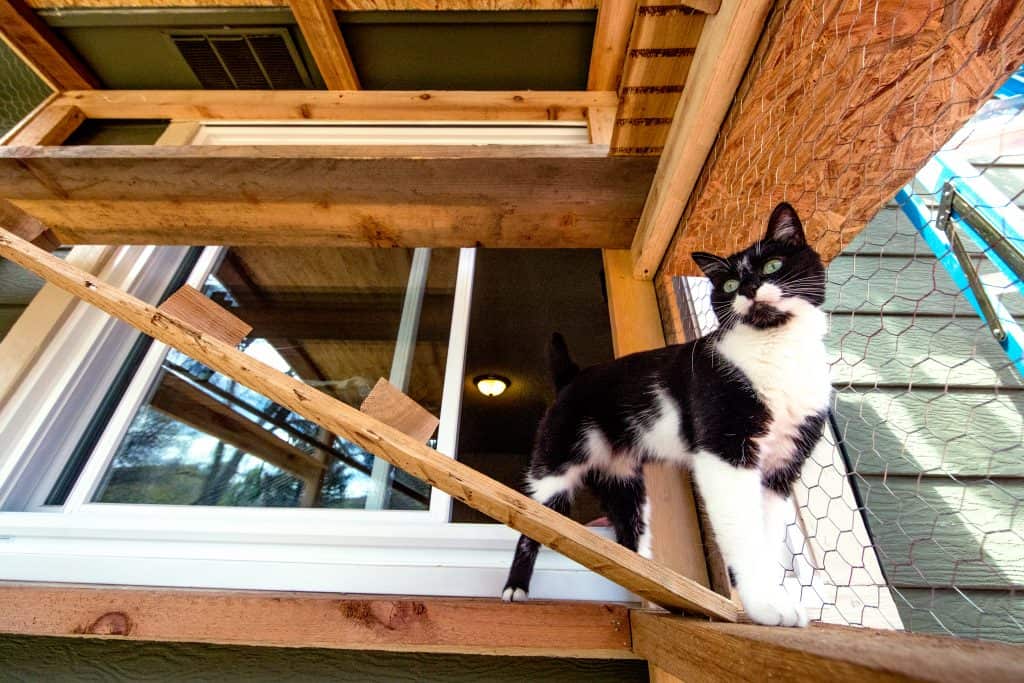 black and white cat in catio