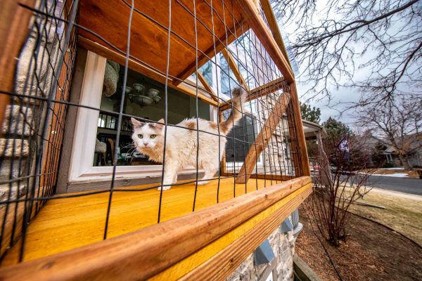 white cat in window catio