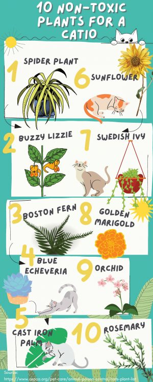 10 Non-Toxic Plants For Cats And A Catio - Cat Topia