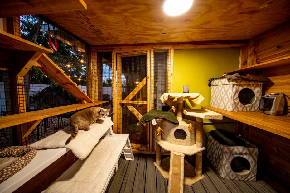 inside heated outdoor cat house