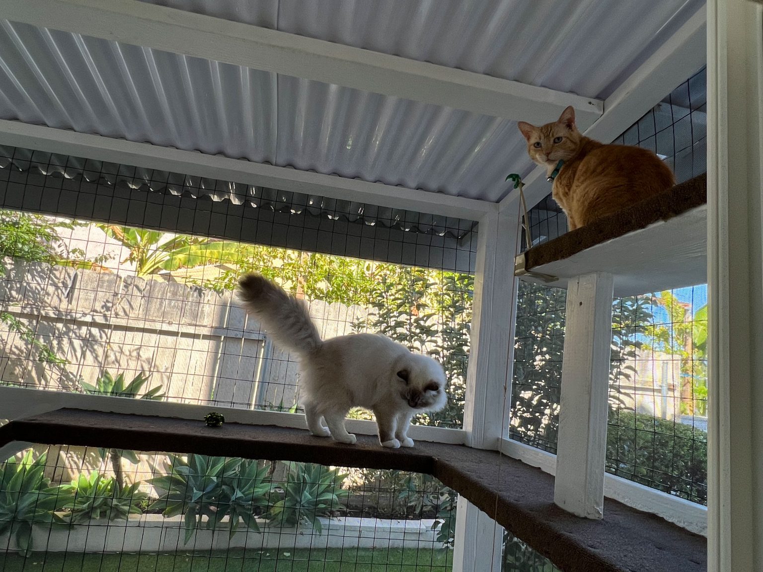 Catio Fencing: How To Pick The Right Fencing For Your Catio - Cat Topia