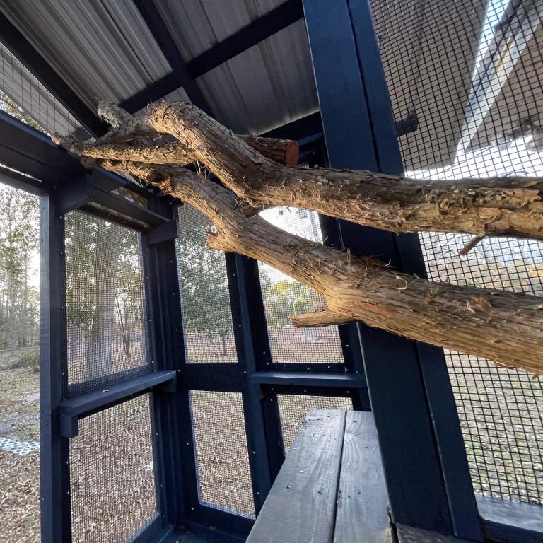 catio cat tree in georgia