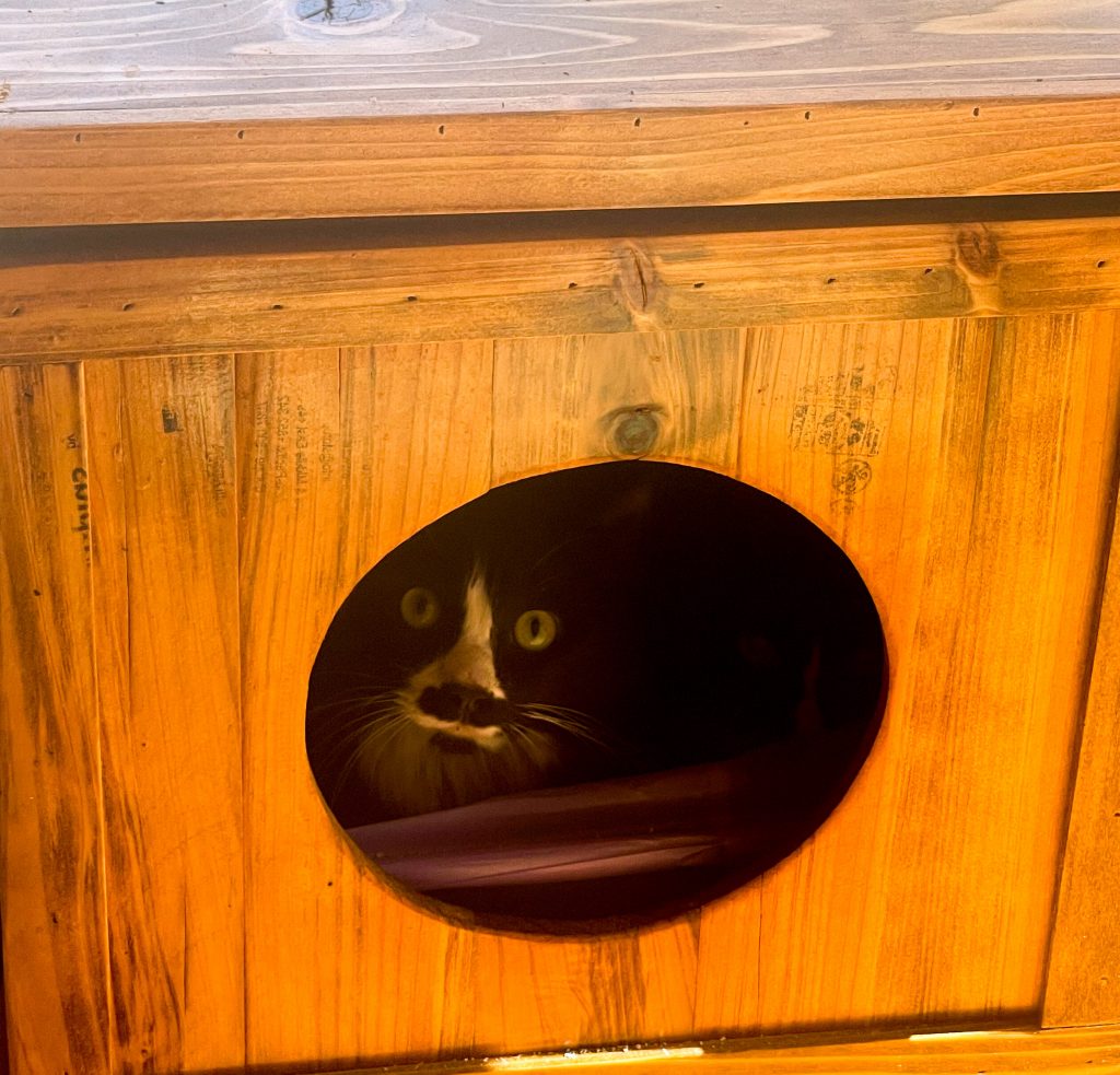 Catio litter outlet box