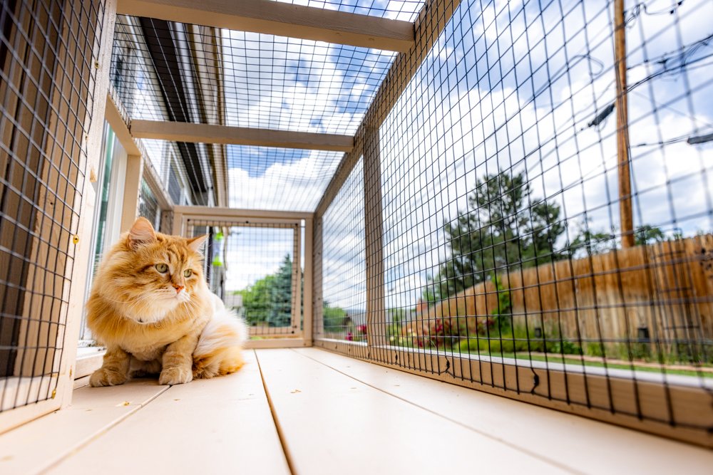 A fluffy, orange tabby cat sits inside a well-constructed outdoor catio, gazing into the distance. The enclosed space features a wooden platform and wire mesh walls, allowing the cat to safely enjoy fresh air and sunshine. The background showcases a lush green backyard with trees, a wooden fence, and a partly cloudy sky, creating a serene and natural setting.