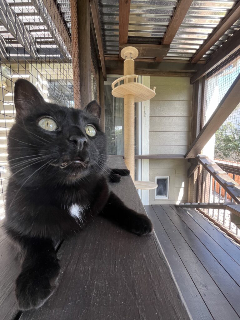 black-cat-relaxing-in-an-outdoor-catio-with-PVC-coated-stainless-steel-critter-fencing-and-a-wooden-cat-tree-in-Thornton-Colorado-the-catio-is-under-a-pergola-on-a-deck-providing-a-safe-and-enriching-space-for-the-cat-to-enjoy-the-outdoors