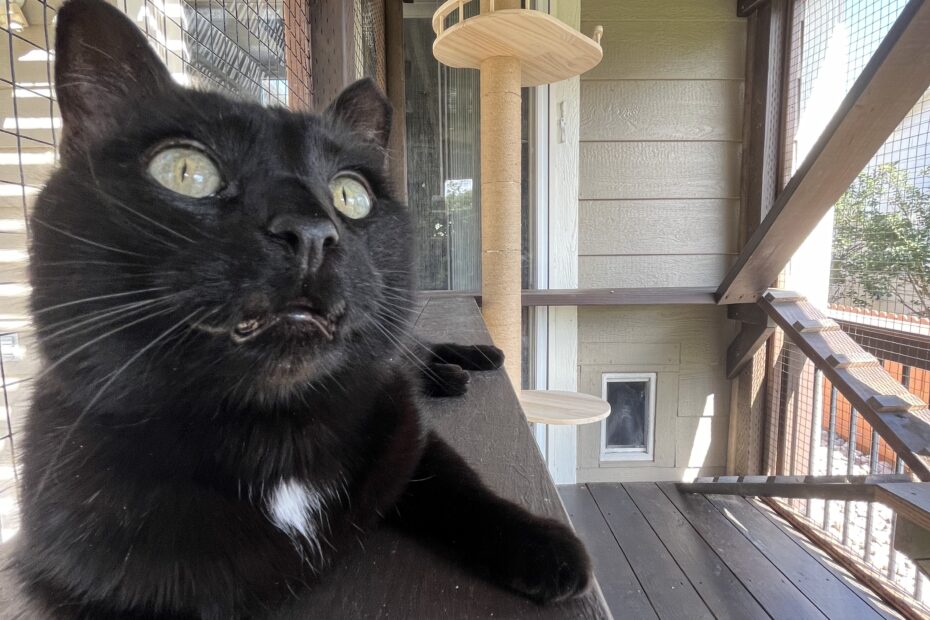 black-cat-relaxing-in-an-outdoor-catio-with-PVC-coated-stainless-steel-critter-fencing-and-a-wooden-cat-tree-in-Thornton-Colorado-the-catio-is-under-a-pergola-on-a-deck-providing-a-safe-and-enriching-space-for-the-cat-to-enjoy-the-outdoors