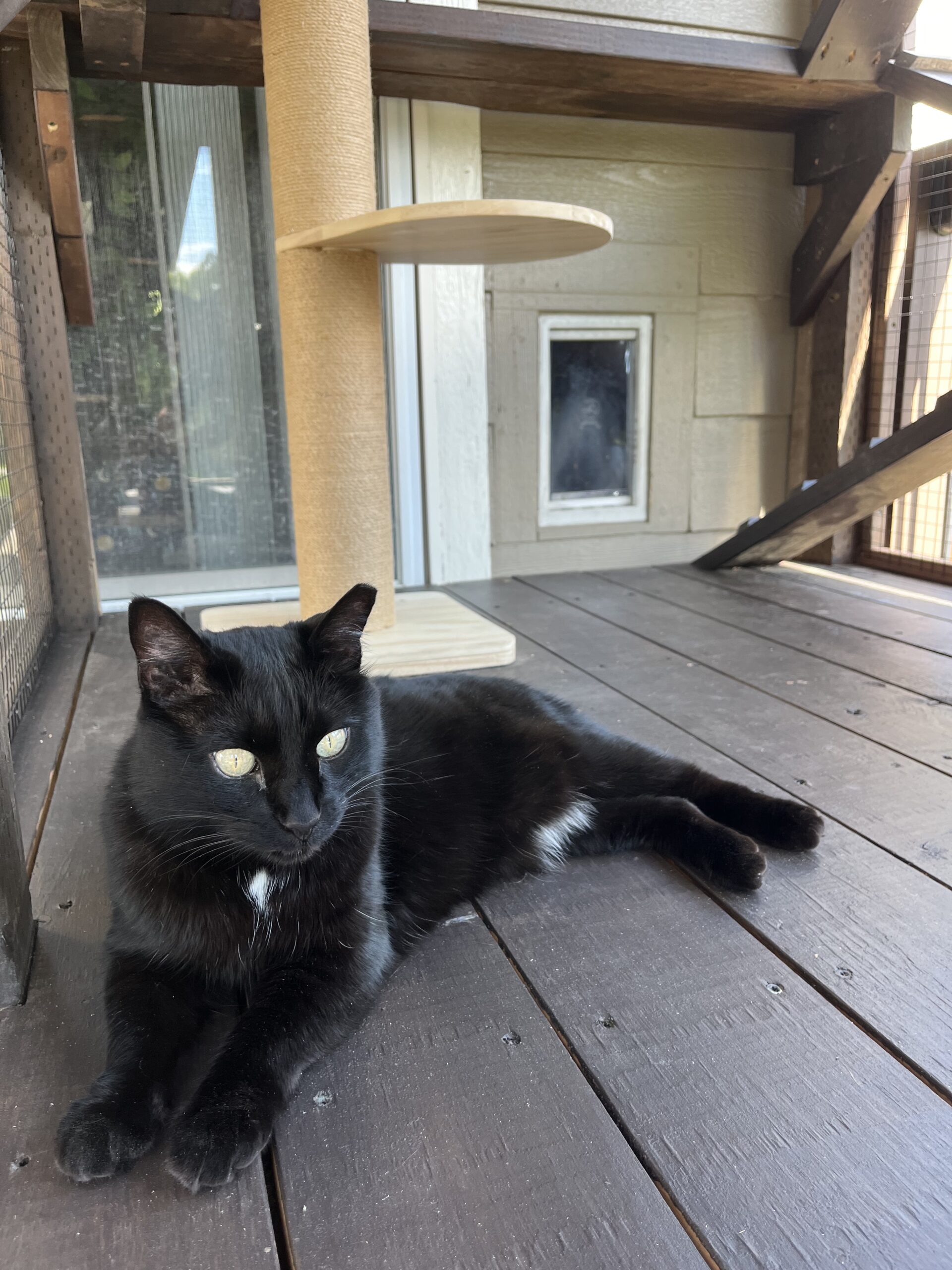 Black cat relaxing in an outdoor catio in Thornton, Colorado, with a wooden cat tree, small cat door, and ramp inside the enclosure with PVC coated stainless steel critter fencing for safe outdoor access.