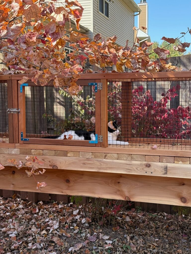 cat in custom cat tunnel