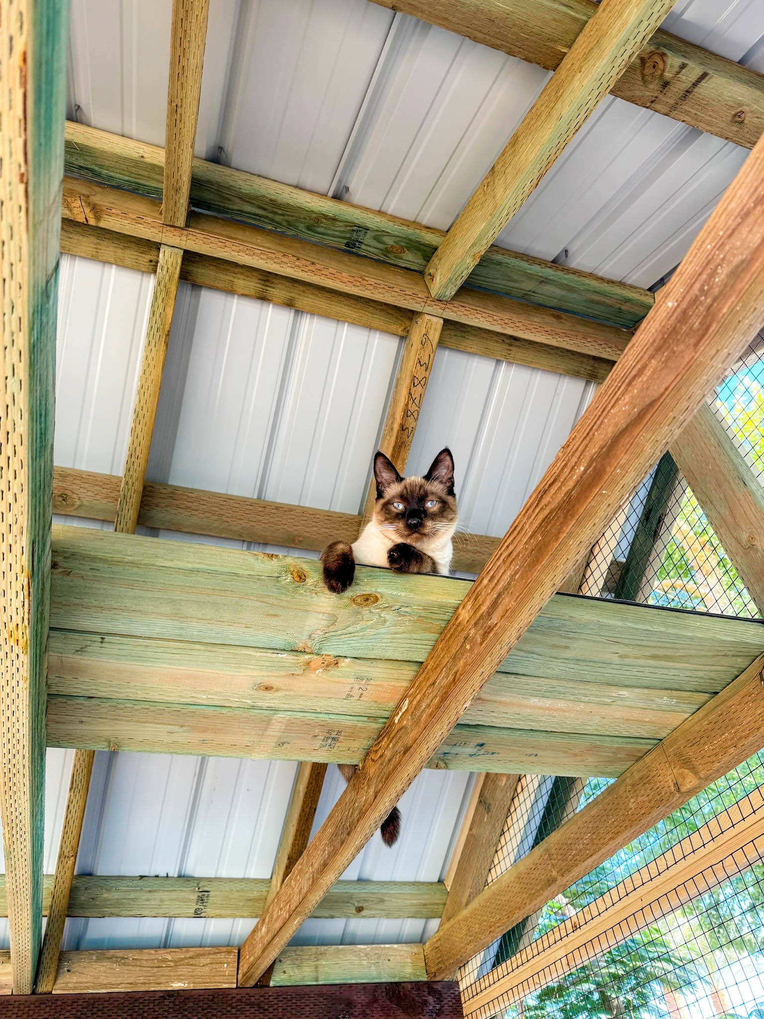 Cat laying down in a catio on a perch overlooking his surroundings 