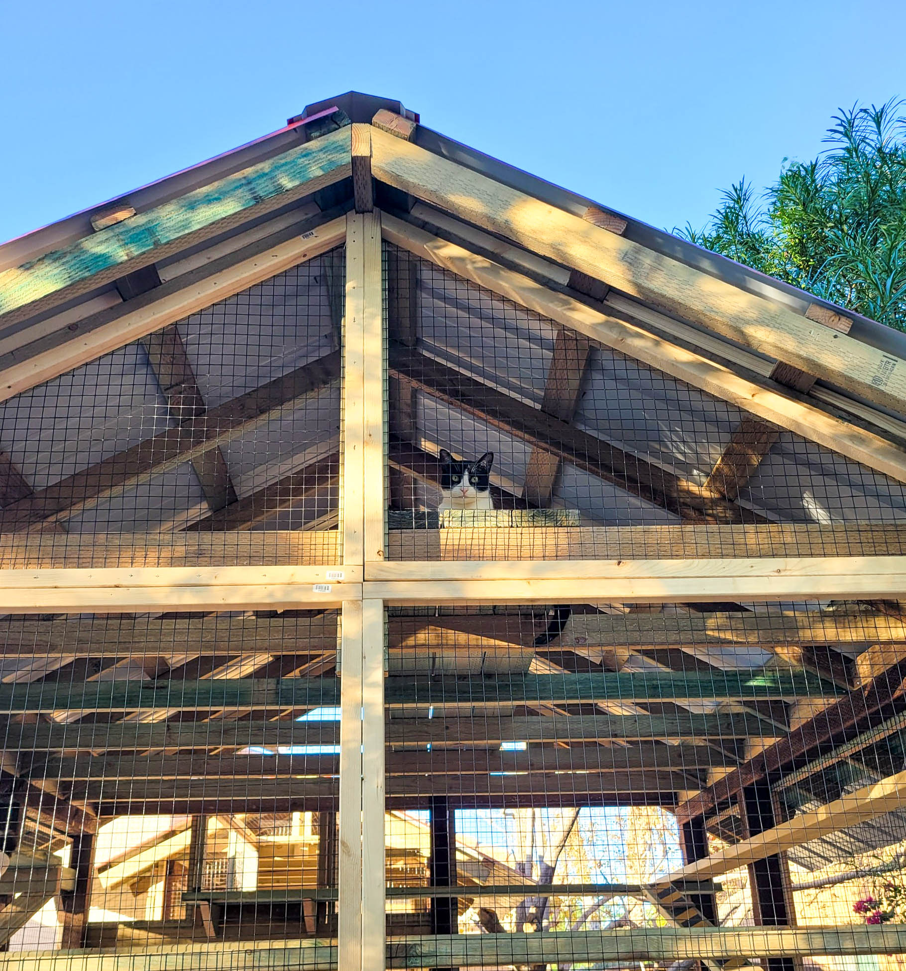 Custom Catio in Yuma, Arizona