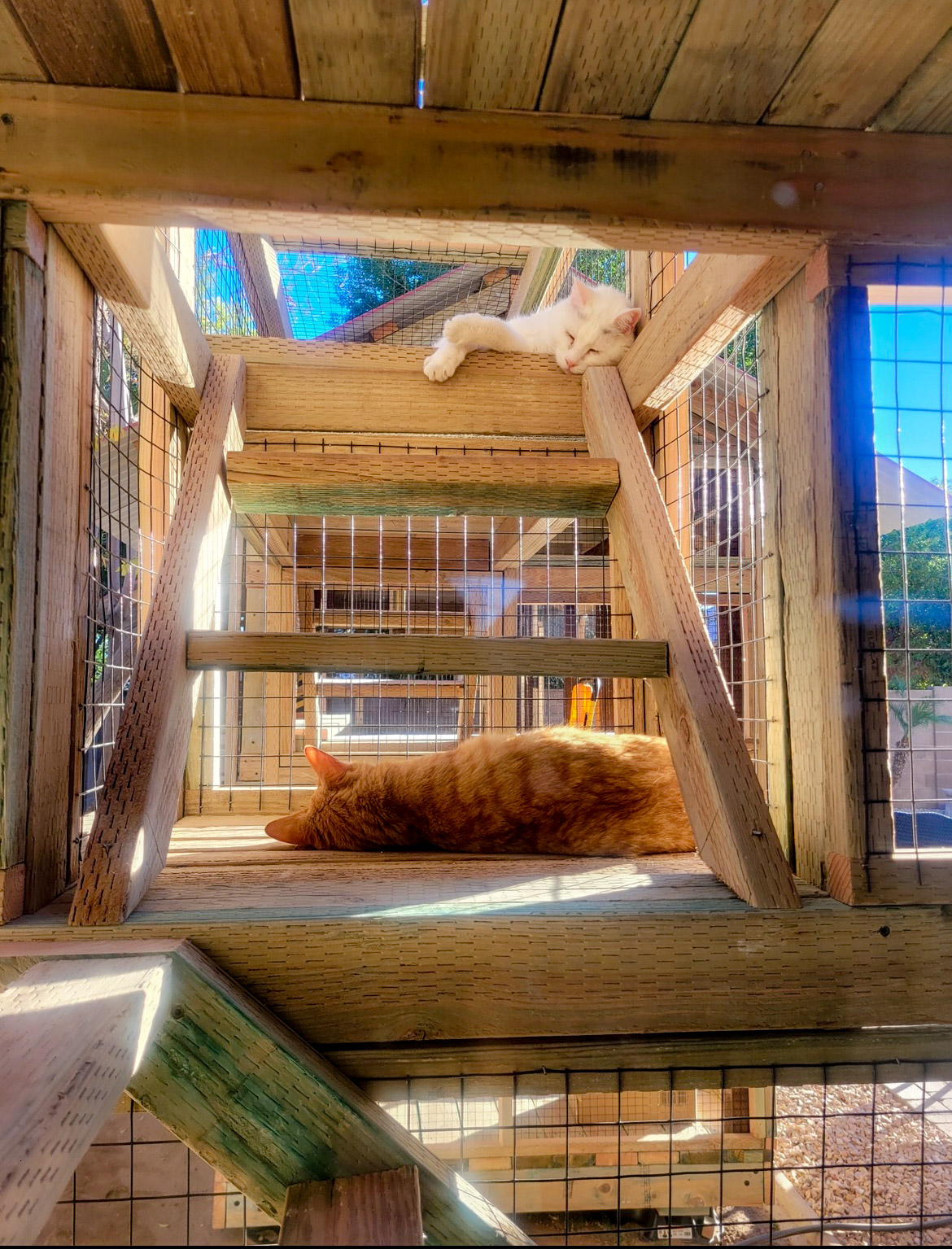 Catio Brings Joy