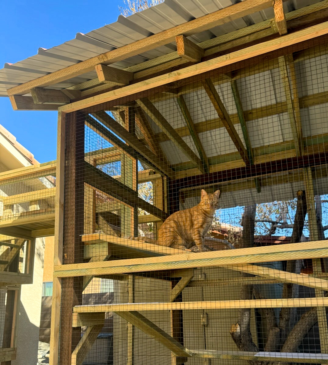 Paul and Cathie’s Catio Tale in Yuma, Arizona