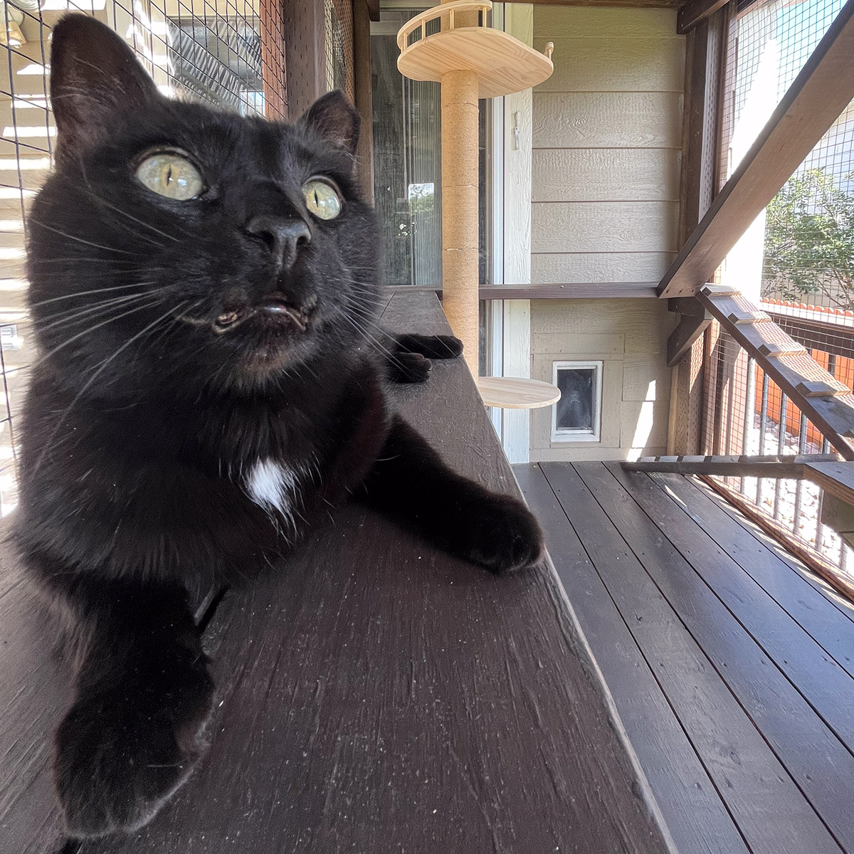 Dean lounging on the new catio shelf