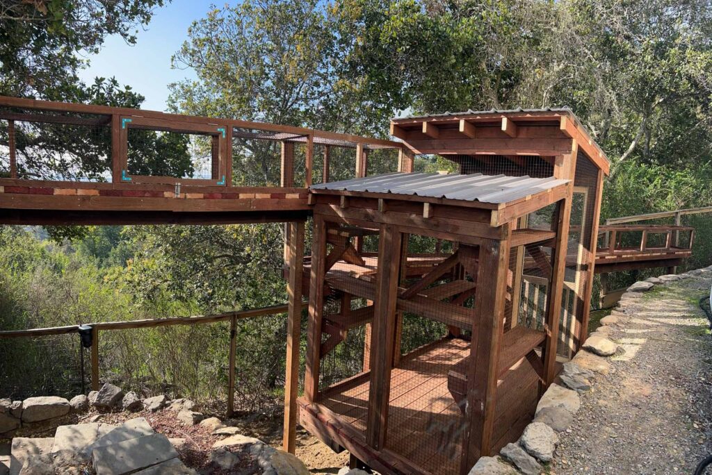 A large custom-built outdoor cat enclosure, or catio, constructed from wood and wire mesh, extending over a sloped landscape with multiple levels, ramps, and enclosed walkways, surrounded by lush greenery in San Rafael, California.