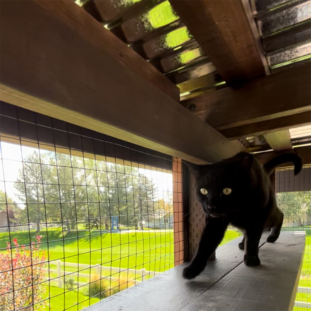 Dean's brothers exploring the catio