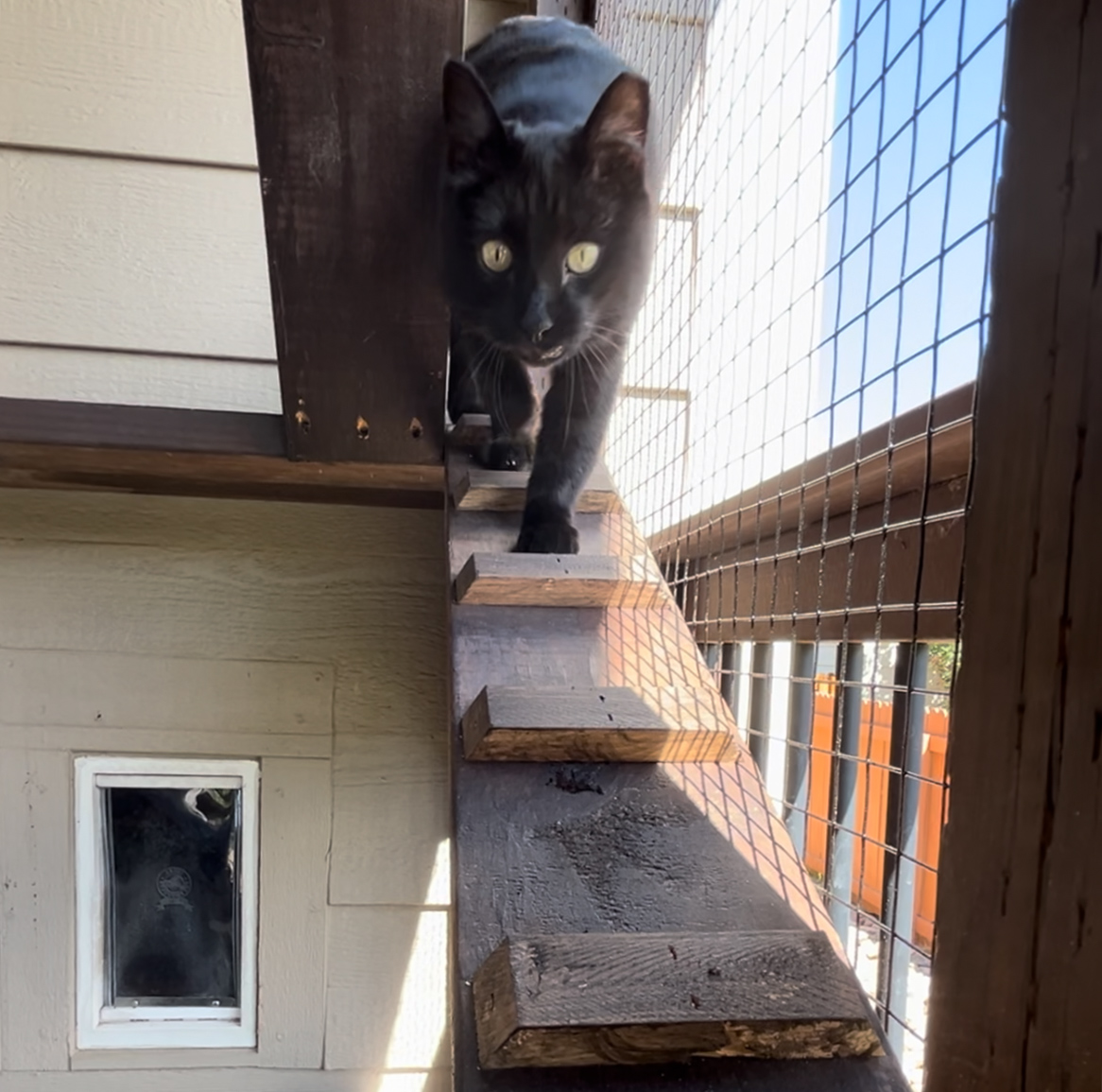 Completed Dean's Dungeon catio