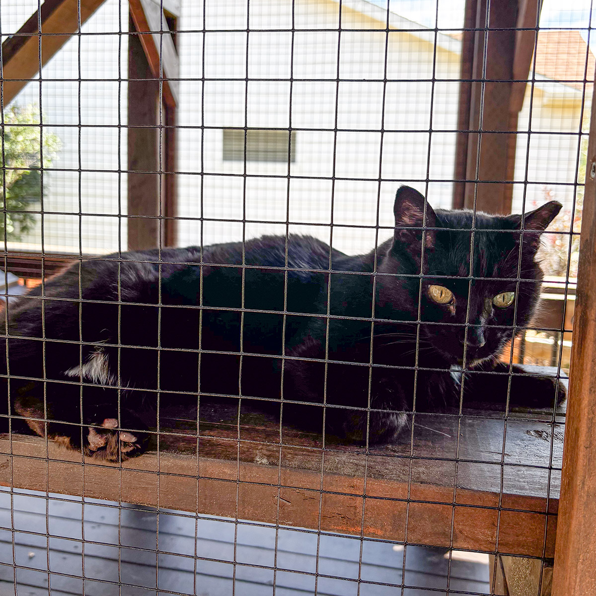 Dean exploring the catio