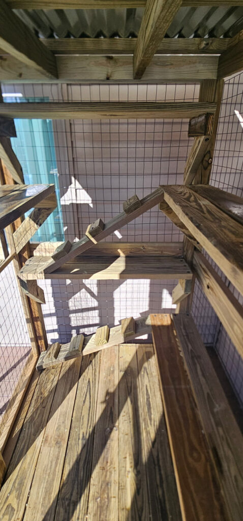 Interior view of a custom-built outdoor cat enclosure featuring wooden ramps and platforms.